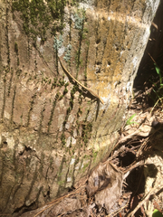 Cryptoblepharus poecilopleurus