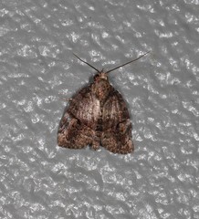Lophothripa vitea