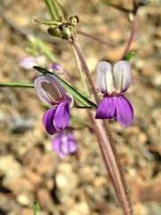Collinsia linearis
