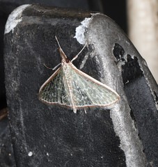 Myrmidonistis hoplora