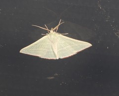 Oenochroma infantilis