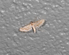 Parapoynx dentizonalis