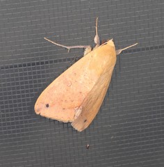 Ophiusa discriminans