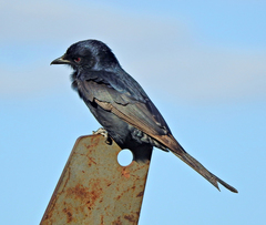 Dicrurus adsimilis fugax