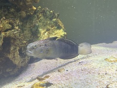 Amblygobius phalaena