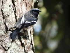 Phoenicurus coeruleocephala