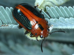 Calomela curtisi