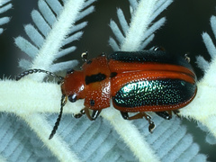 Calomela curtisi