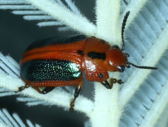 Calomela curtisi