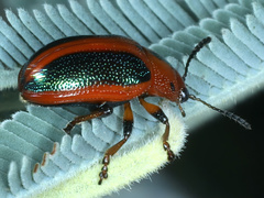 Calomela curtisi