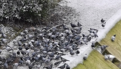 Columba livia domestica