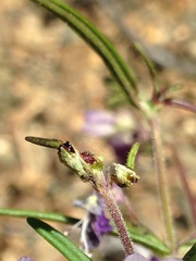 Collinsia linearis