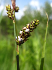 Anthracoidea buxbaumii