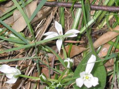 Ornithogalum baeticum