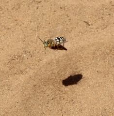 Trichostictia brunneri