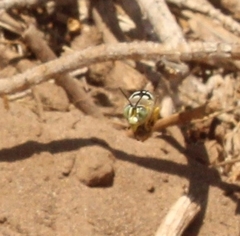 Trichostictia brunneri