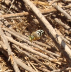 Trichostictia brunneri