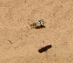 Trichostictia brunneri