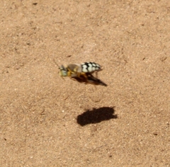 Trichostictia brunneri