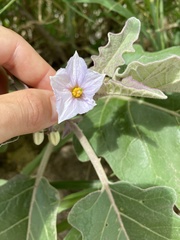 Solanum lichtensteinii