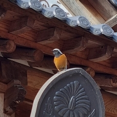 Phoenicurus auroreus