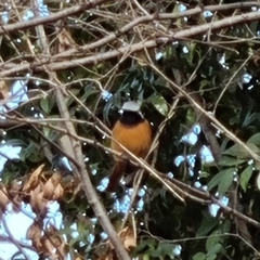 Phoenicurus auroreus