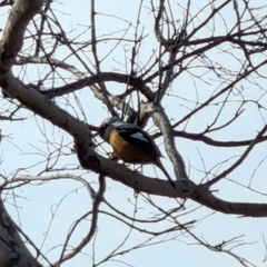 Phoenicurus auroreus