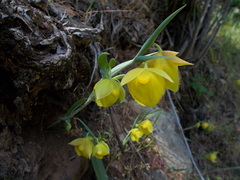 Calochortus pulchellus