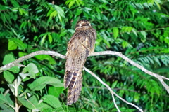 Nyctibius aethereus