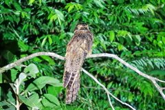 Nyctibius aethereus