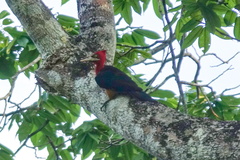 Campephilus rubricollis