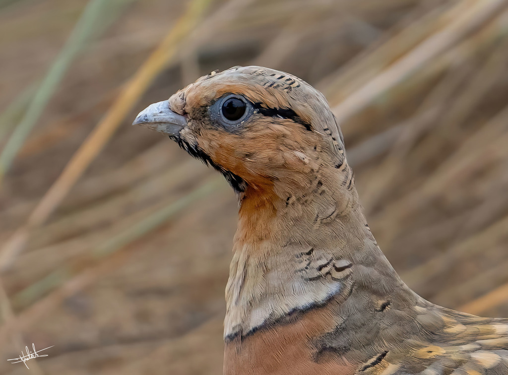 Pin-Tailed Sandgrouse
