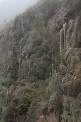 Cleistocactus strausii