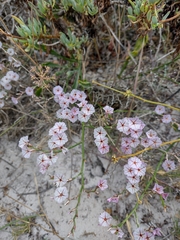 Limonium purpuratum