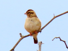 Vidua funerea funerea