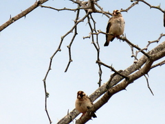 Vidua funerea funerea