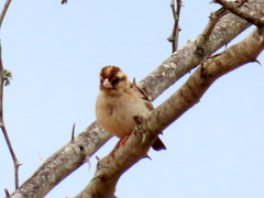 Vidua funerea funerea