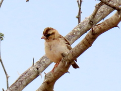 Vidua funerea funerea