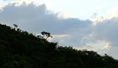 Aloidendron barberae