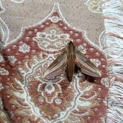 Xylophanes neoptolemus