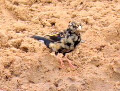 Vidua funerea funerea