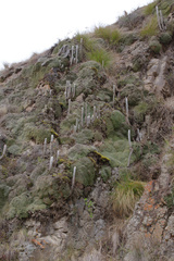 Cleistocactus strausii