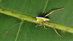 Typophyllum trapeziforme