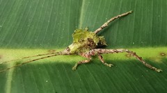 Typophyllum trapeziforme