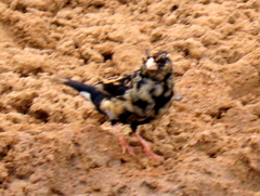 Vidua funerea funerea