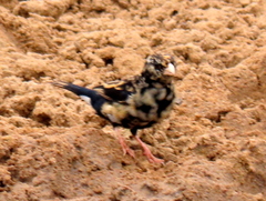 Vidua funerea funerea