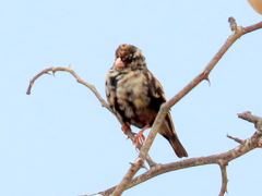 Vidua funerea funerea