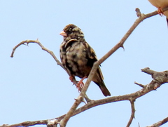 Vidua funerea funerea