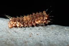 Trypanophora semihyalina