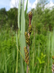 Carex hartmanii